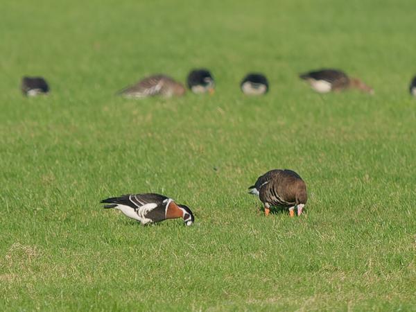 Red-breasted goose (Branta ruficollis)